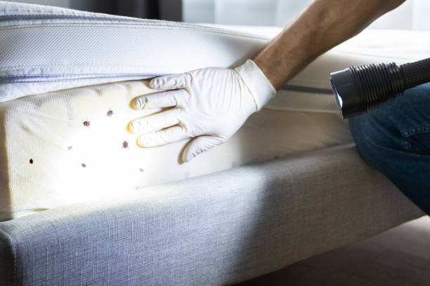 Best Ant Control Services  in Evart, MI